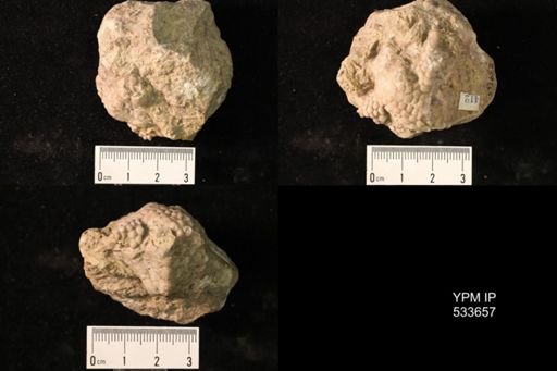 undet. Crinoidea