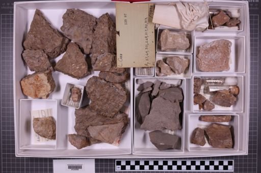 mixed taxa, stratigraphic collection