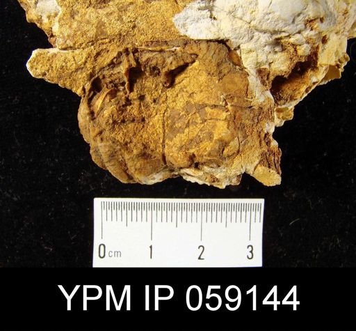 Spirifer sp.