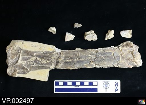 Pteranodon