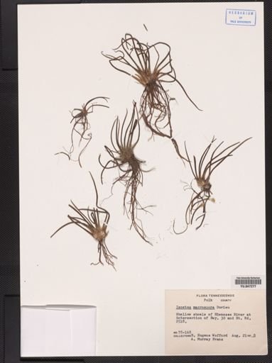 Isoetes macrospora