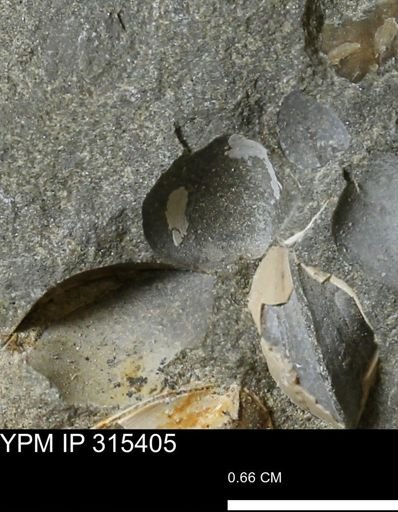 undet. Bivalvia
