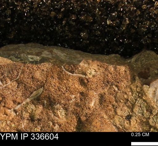 undet. Bivalvia