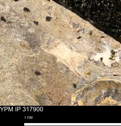 undet. Mollusca