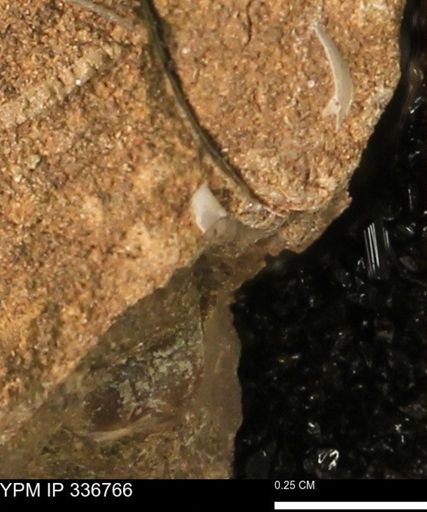 undet. Bivalvia