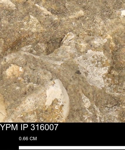 undet. Mollusca