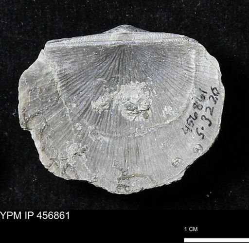 Stropheodonta sp.