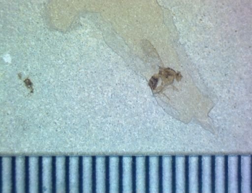 undet. Diptera
