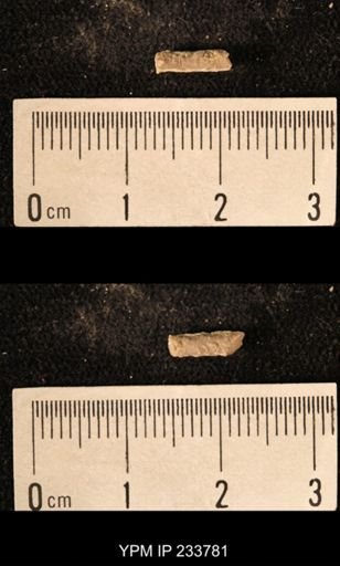 Archaeocidaris sp.