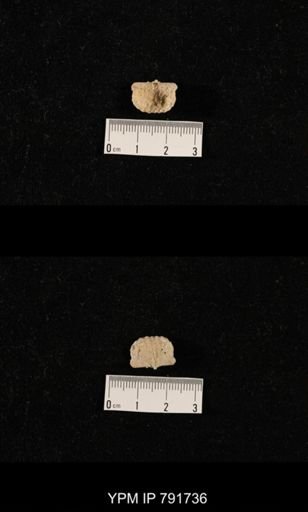 undet. Brachiopoda