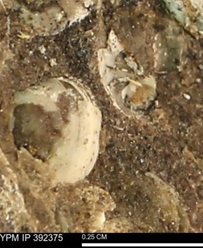 Protocardia subquadrata