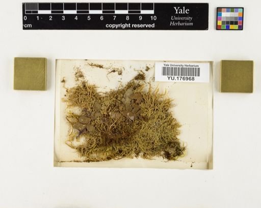 Plantae