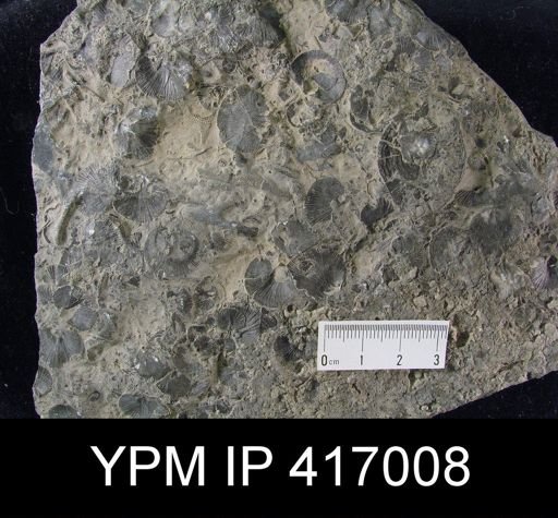 Orthis sp.; Bryozoa and
