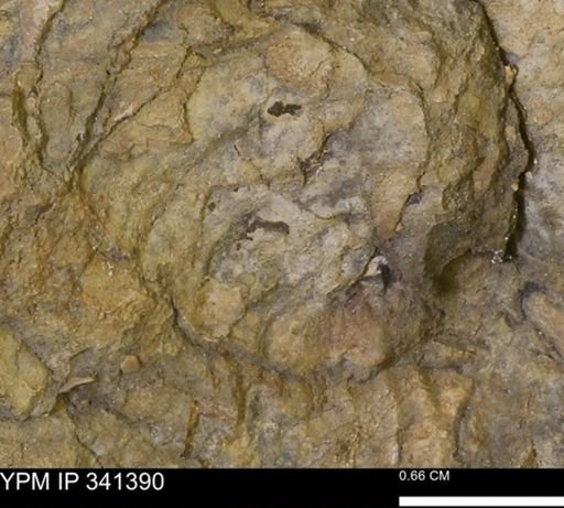 Inoceramus sp.