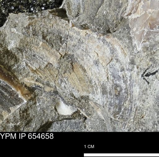 Dosiniopsis deweyi