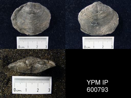 Athyris spiriferoides