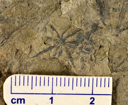 Annularia sp.