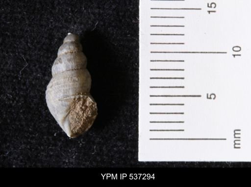 Goniobasis ortmanni