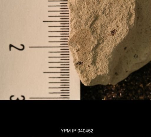 Protembia permiana