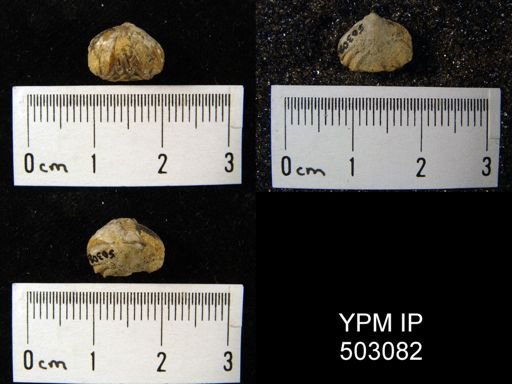 Rhynchopora illinoisensis