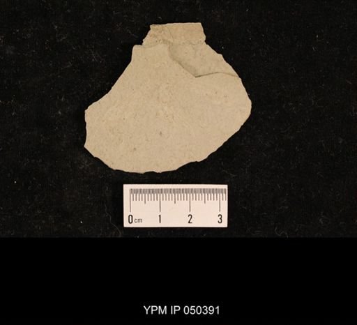 undet. Tipulidae