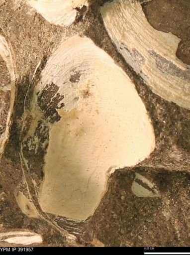 Protocardia sp.