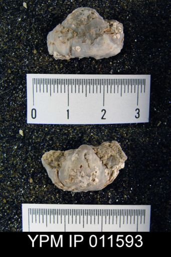 Avonia boulei