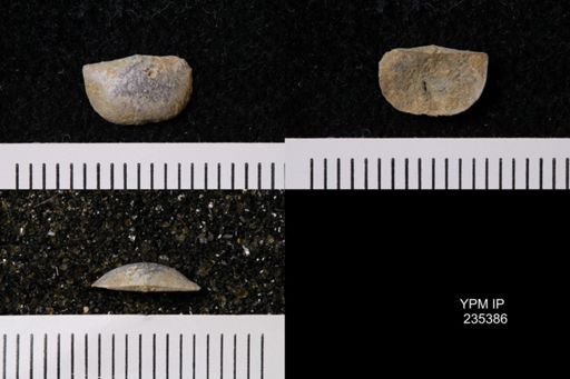 Eolissochonetes keyesi