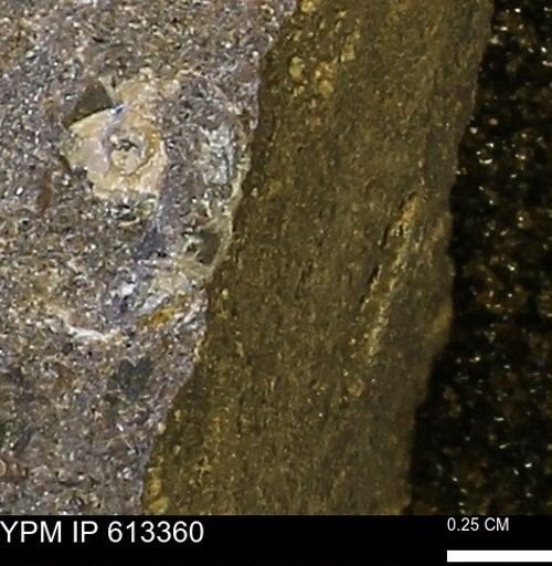 Scaphites sp.