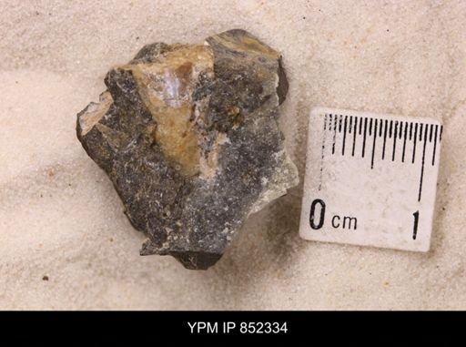 Baculites sp.