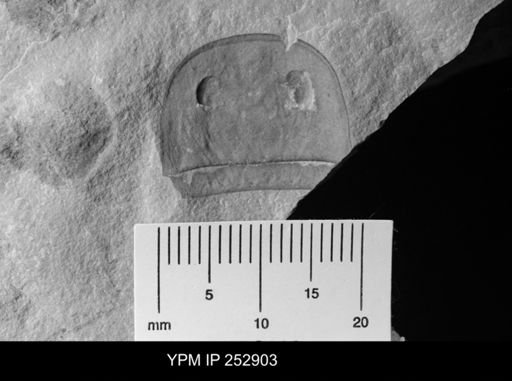 Eurypterus sp.