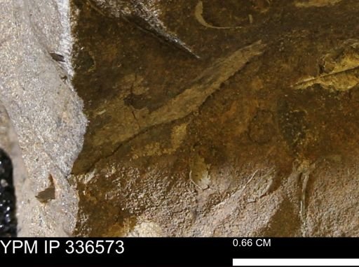 undet. Mollusca