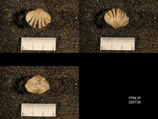 Enteletes hemiplicata
