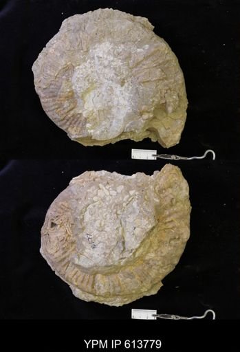 undet. Collignoniceratidae