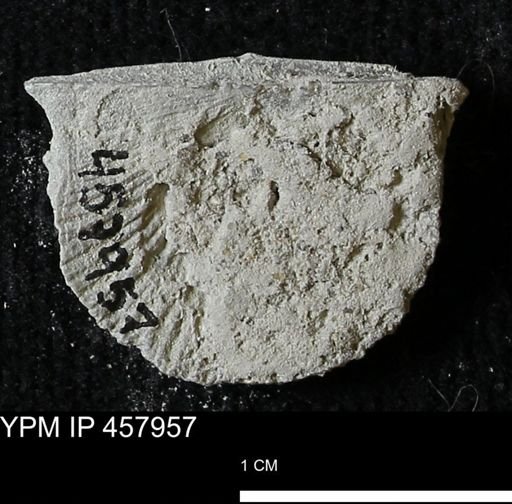 Strophodonta sp.