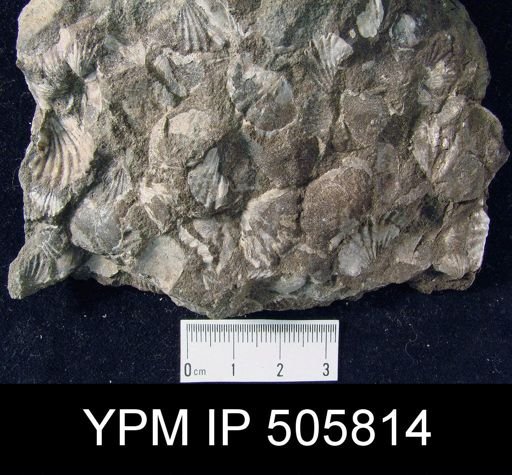 Brachiopod Assemblage Slab