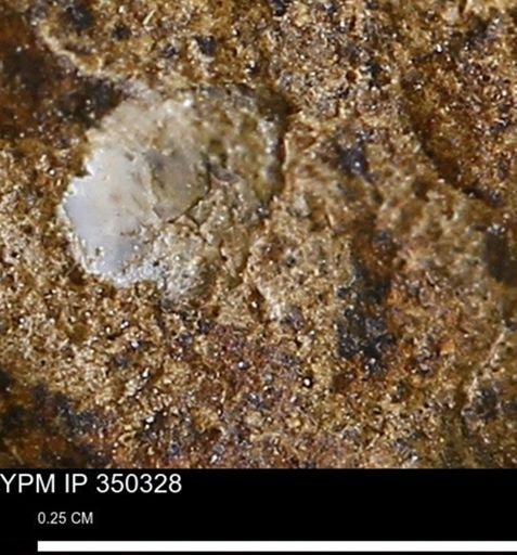 undet. Mollusca