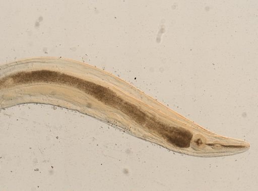 Passalurus ambiguus
