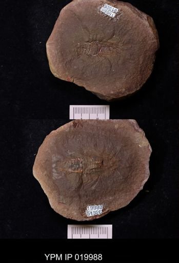 Anthracaris gracilis