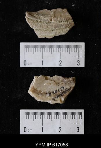undet. Bivalvia