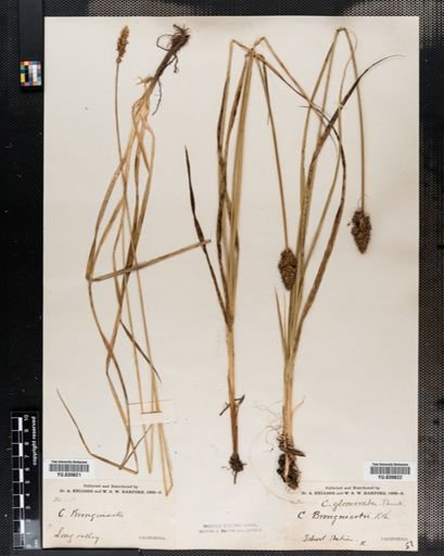 Carex