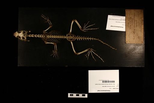 Chlamydosaurus kingii