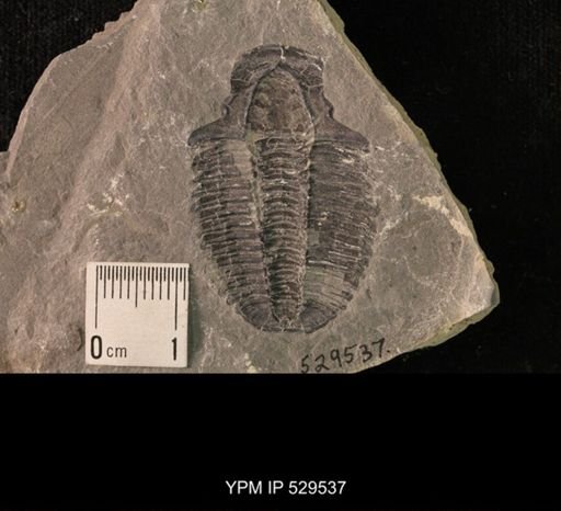 Modocia laevinucha