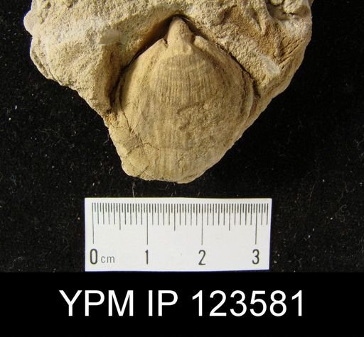 Meristella champlaini