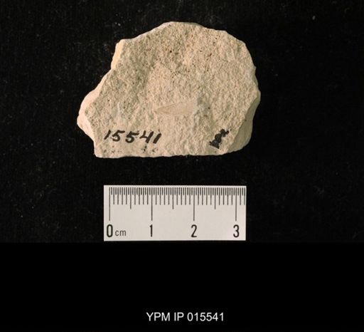 Probnis speciosa