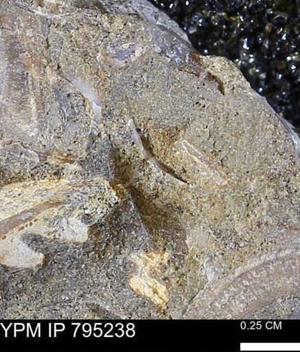 undet. Bivalvia