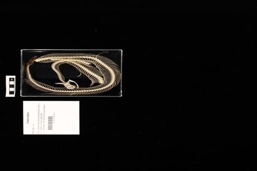 Crotalus oreganus