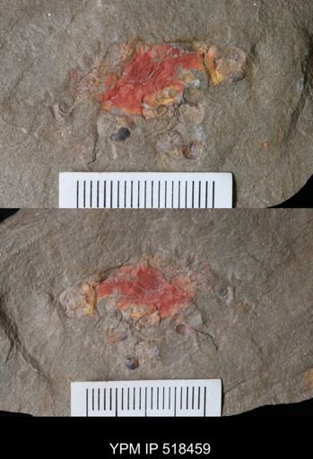 undet. Arthropoda