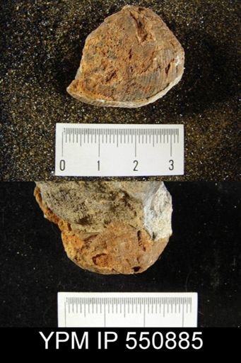 Productus morrowensis