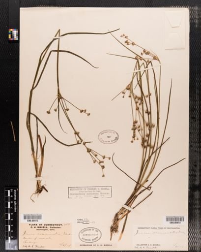 Juncus